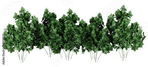 Parsley plant on transparant background  3d render illustration.
