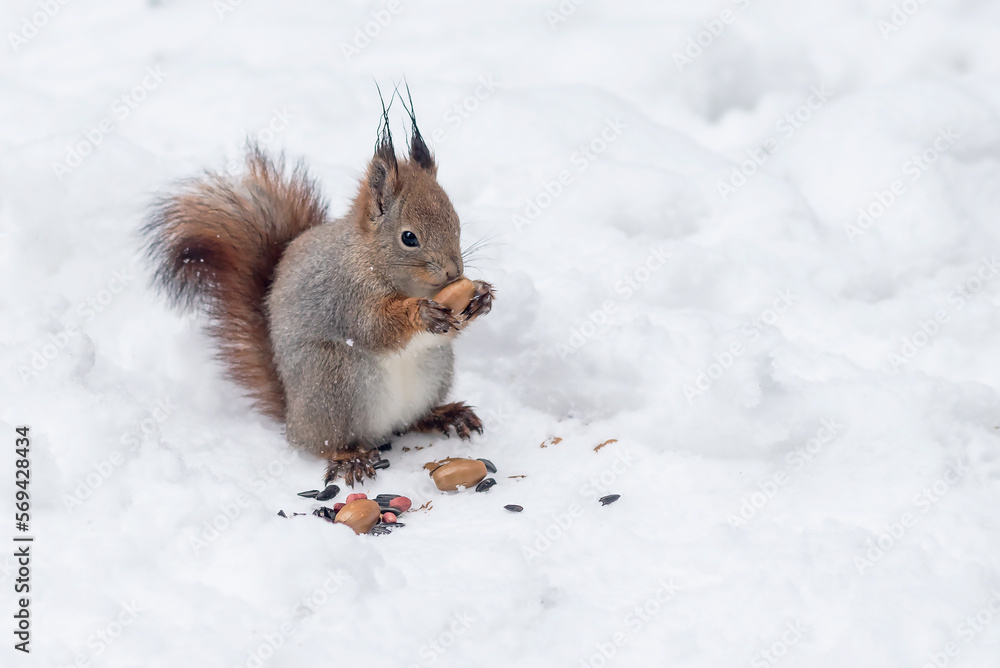 Fluffy forest squirrel eats oak acorns sitting on the snow in the park. Fluffy forest squirrel eats oak acorns sitting on the snow in the park.