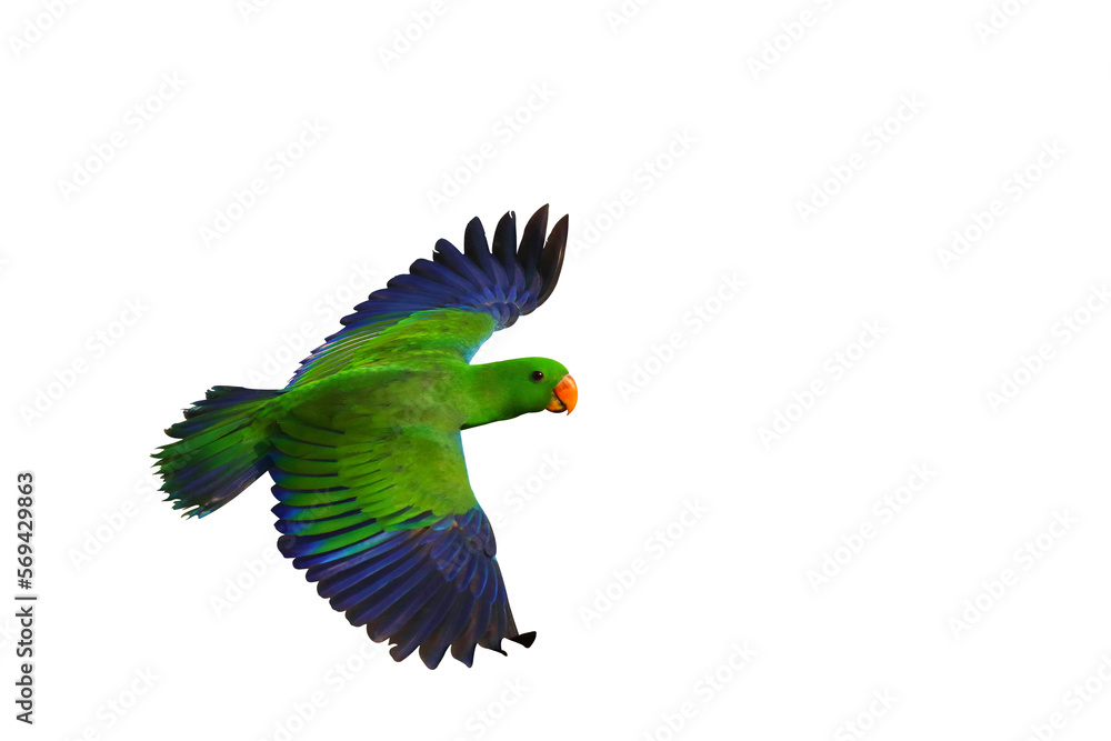 Colorful Eclectus parrot flying isolated on transparent background png file