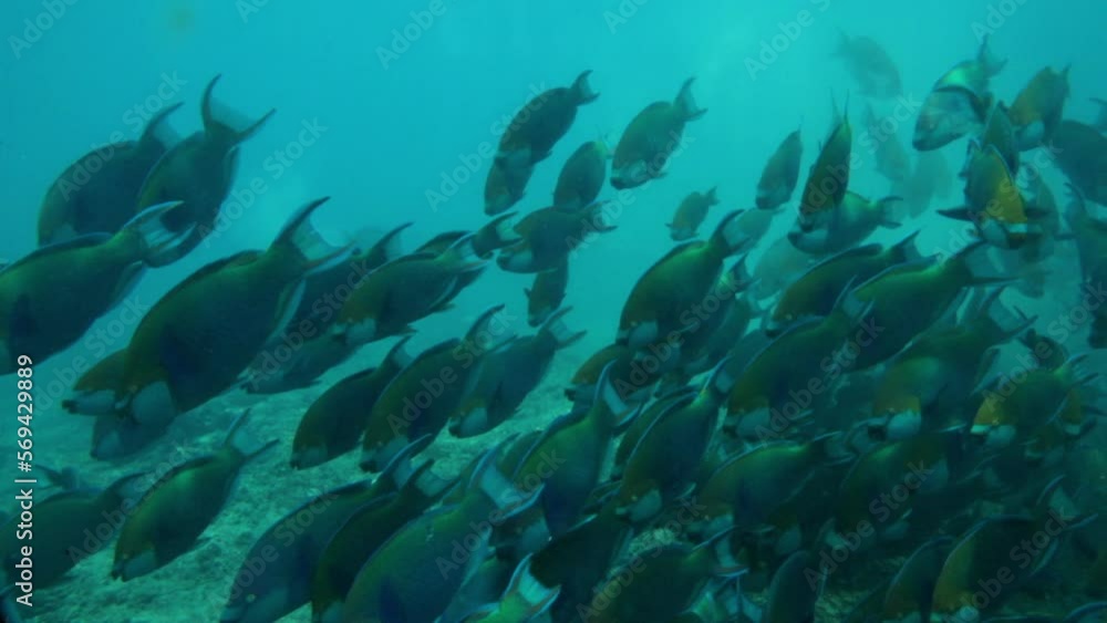 Slow Motion Shot Of Fish Swimming In Group Over Ocean Floor - Thulusdhoo, Maldives