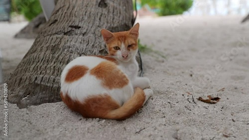 Slow Motion Shot Of Stray Cat Relaxing By Tree Trunk On Sand At Beach - Thulusdhoo, Maldives photo