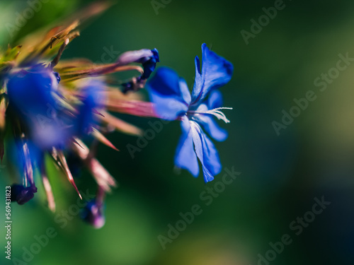 Close up of a blue flower in the garden