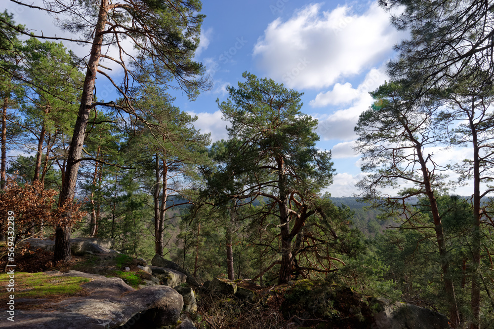 Fototapeta premium La Roche aux sabots hill in Fontainebleau forest