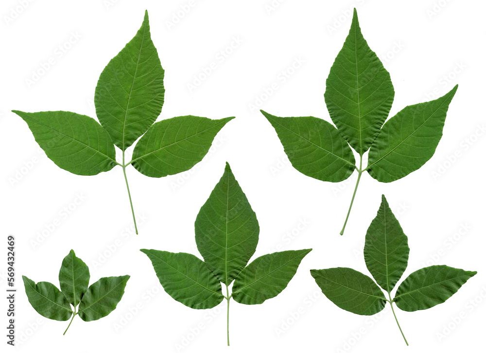 Fototapeta premium green leaf isolated on white background