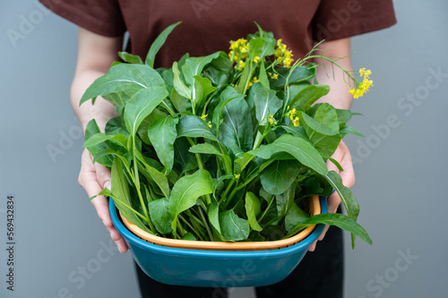 Woman holding a basket of Choy sum leaf after picking from vegatable garden. It is also known as the Chinese Flowering Cabbage. photo