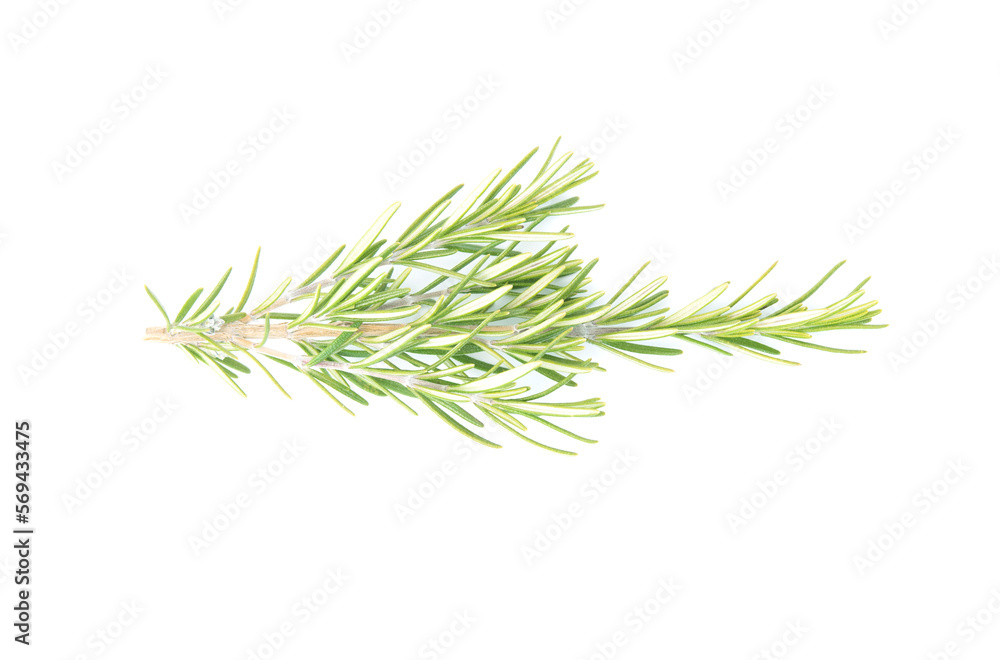 Rosemary isolated on white background. copy space. Aromatic evergreen shrub Rosemary isolated on white background. copy space. Aromatic evergreen shrub