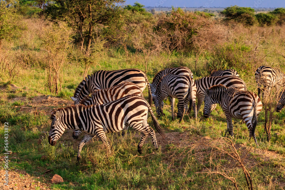 Fototapeta premium Herd of zebras in savanna in Serengeti national park in Tanzania. Wildlife of Africa