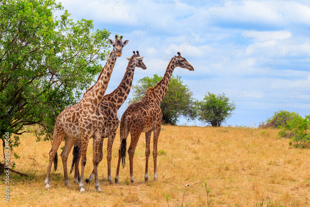 Giraffes in savanna in Serengeti national park in Tanzania. Wild nature of Tanzania, East Africa - obrazy, fototapety, plakaty 