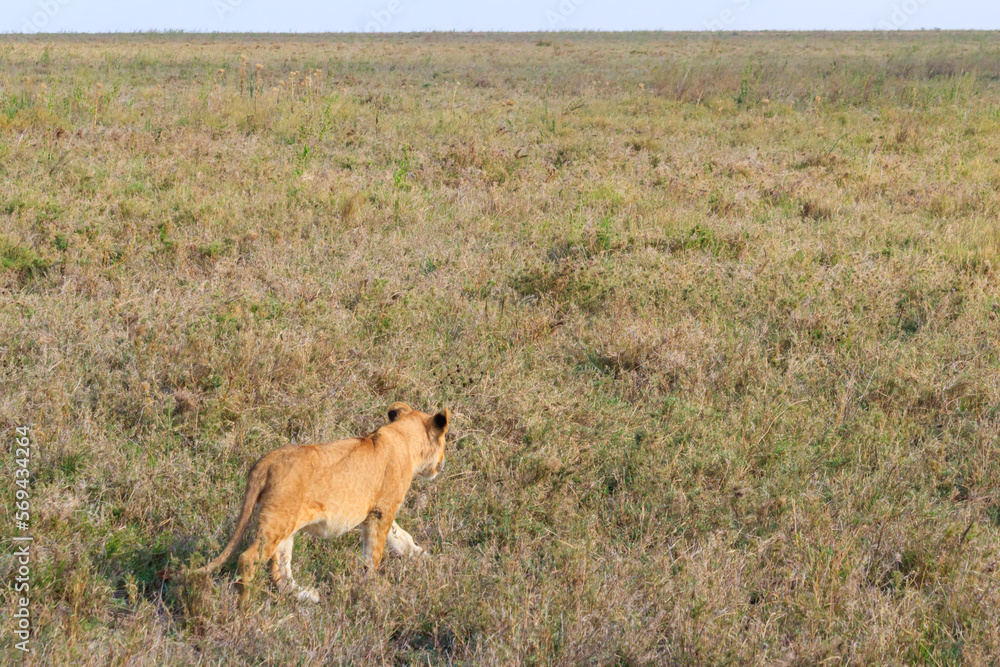 Lion cub (Panthera leo) walking in savannah in Serengeti national park, Tanzania Lion cub (Panthera leo) walking in savannah in Serengeti national park, Tanzania