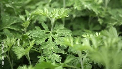 Wormwood with morning dew. Mugwort. Artemisia indica photo