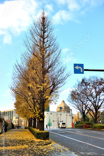国会議事堂前のイチョウ並木