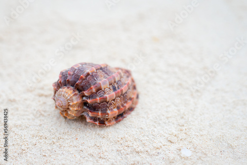 Seashell on tropical beach Zanzibar