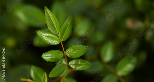 Tropical green leaves on background, nature summer forest plant concept. Creative layout made of tropical leaves. Nature concept.