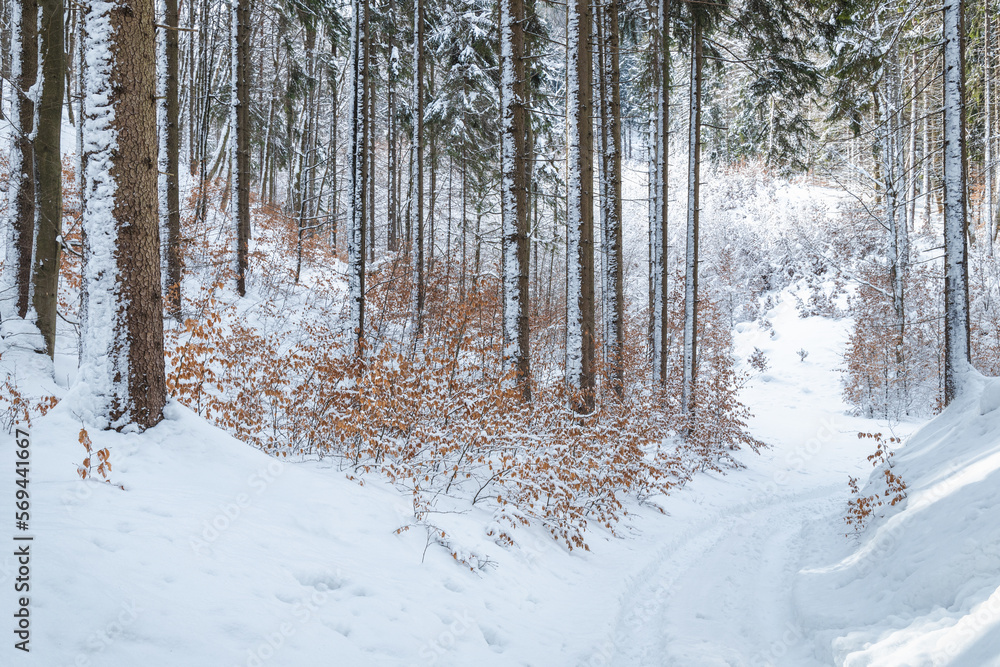 Fototapeta premium Trail through a winter landscape with snow-covered trees.