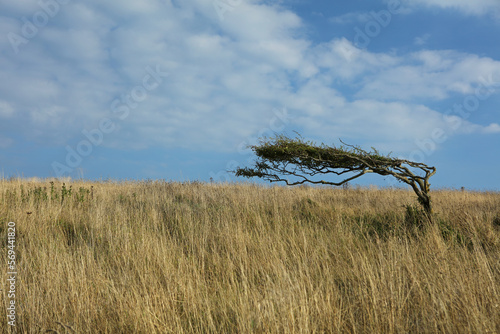 Windy Tree near Birling Gap, East Sussex, England, United Kingdom photo