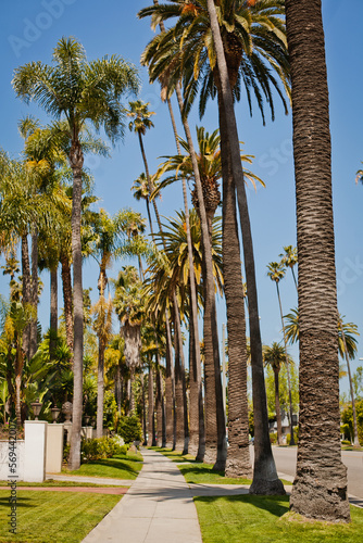 street of Beverly Hills with palms, California