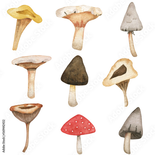 Mushroom hand painted set isolated