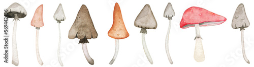 Canvas Print Mushroom hand painted set isolated