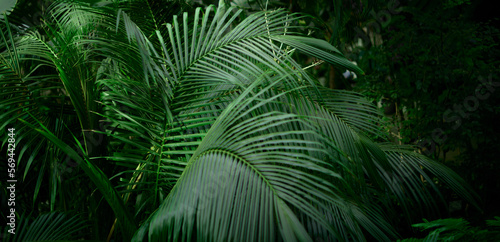 Tropical green leaves on background  nature summer forest plant concept. Creative layout made of tropical leaves. Nature concept.