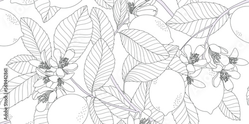 minimal botanical graphic sketch line art drawing in lemon citrus  and flower line art wallpaper background 