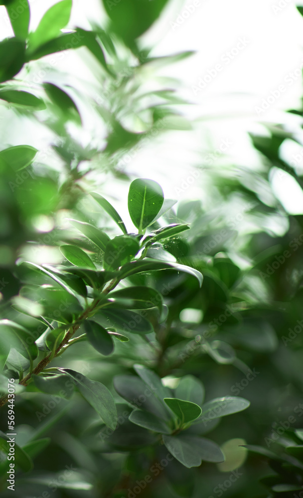 Naklejka premium Tropical green leaves on background, nature summer forest plant concept. Creative layout made of tropical leaves. Nature concept.