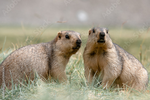 Himalaya Marmots, The giant squirrel in Himalaya mountain range. 