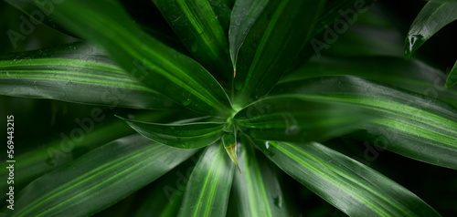 Tropical green leaves on background, nature summer forest plant concept. Creative layout made of tropical leaves. Nature concept.