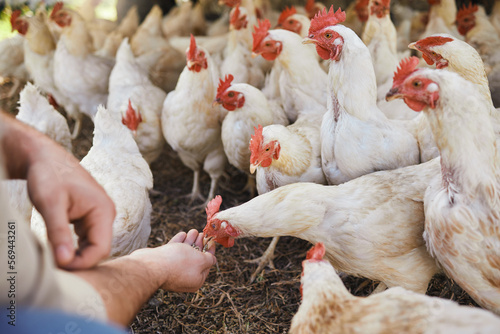 Hands, chicken and feeding at outdoor farm for growth, health and development with sustainable organic farming. Man, farmer and poultry expert for eggs, birds or meat for protein in countryside field