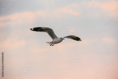 Flying Seagull in sunset viewpoint  bangpu near thai gulf  Thailand. 