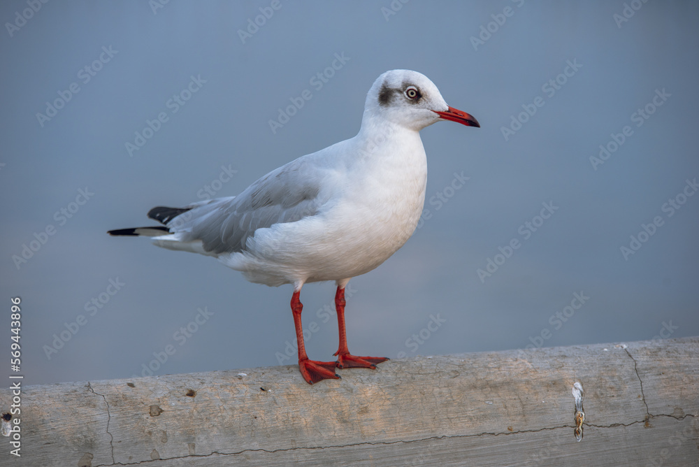 Obraz premium Seagull in sunset viewpoint, bangpu near thai gulf, Thailand.