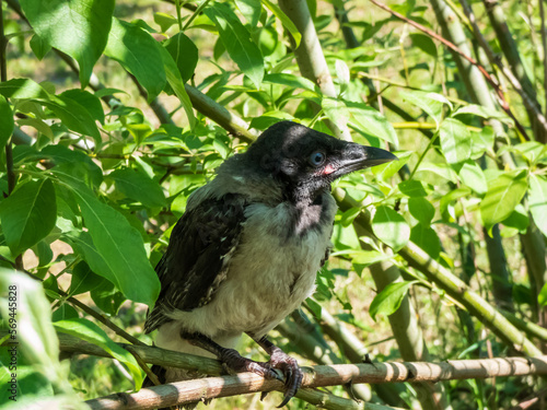Close-up shot of the juvenile hooded crow (Corvus cornix) with dark plumage with blue and grey eyes sitting on a branch in a tree among green leaves with backlight