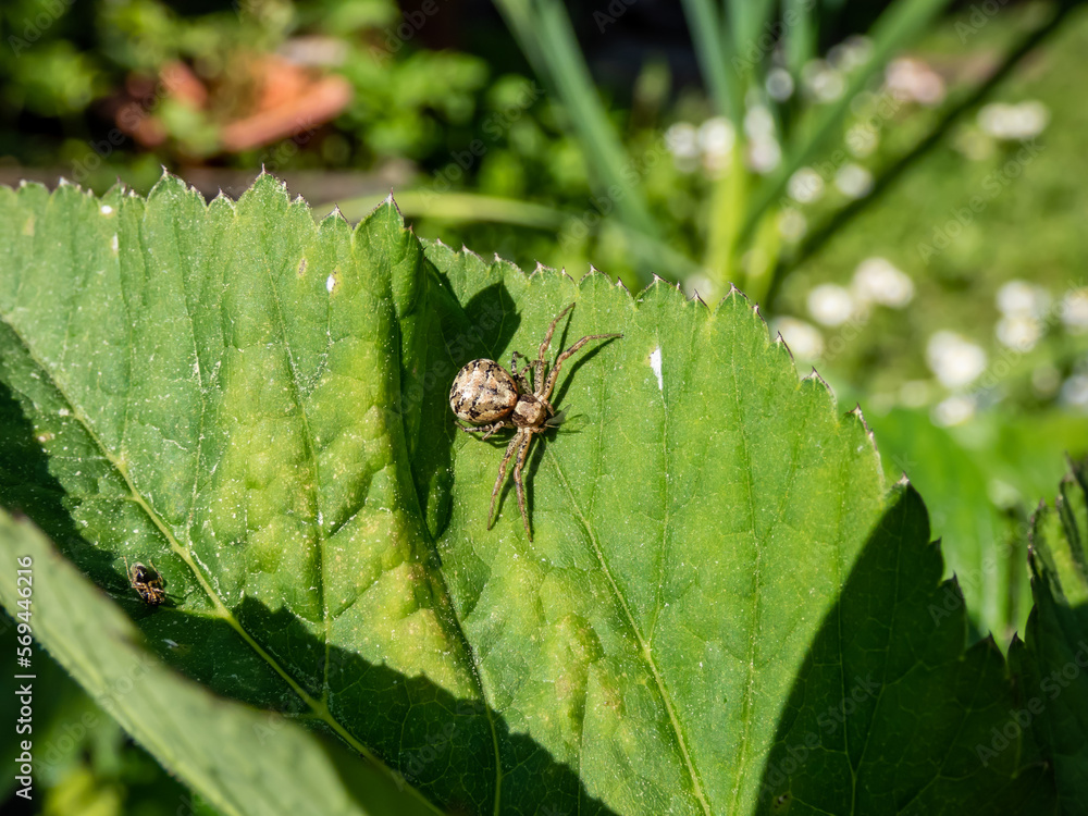 Macro of the common crab spider (xysticus cristatus) on a green leaf in sunlight Macro of the common crab spider (xysticus cristatus) on a green leaf in sunlight