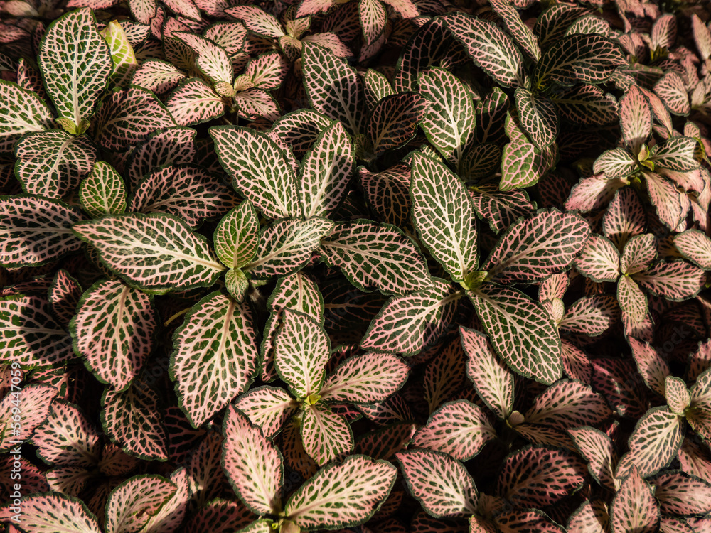 Fototapeta premium Macro shot of multicolored foliage of the Nerve plant - fittonia 'Pink Crinkle'. Distinctive plant with dark green leaves which have colored pink and white veins