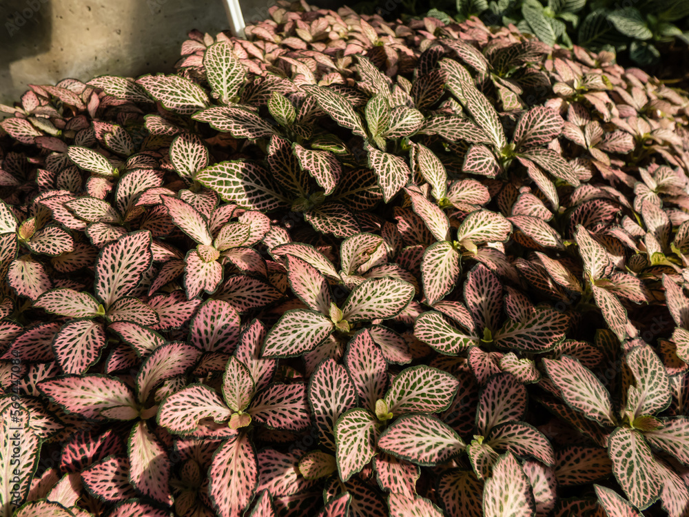 Obraz premium Macro shot of multicolored foliage of the Nerve plant - fittonia 'Pink Crinkle'. Distinctive plant with dark green leaves which have colored pink and white veins