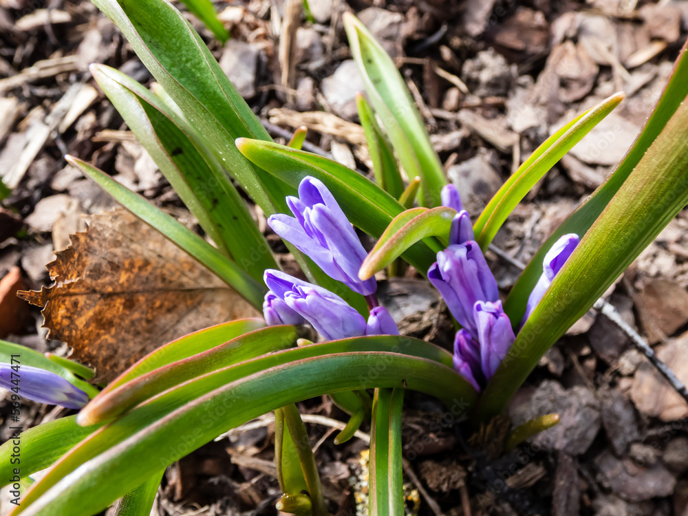 Obraz premium Macro shot of Bossier's glory-of-the-snow or Lucile's glory-of-the-snow (Scilla luciliae - chionodoxa gigantea) Valentine Day lilac-pink buds appearing in the spring from the ground