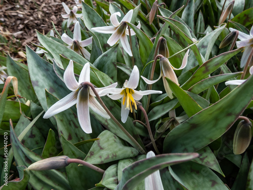Close-up shot of the white fawnlily, white trout lily, adder's tongue or yellow snowdrop (Erythronium albidum) with white, lily-like flower with six white tepals and yellow stamens photo
