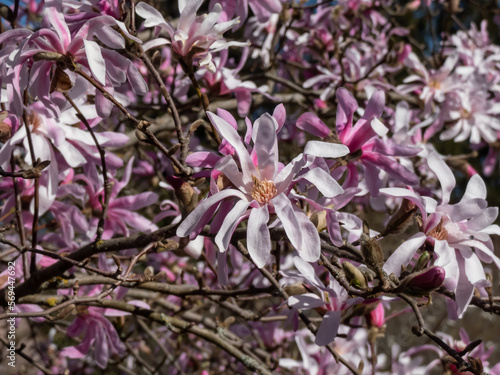 Close-up shot of the Pink star-shaped flowers of blooming Star magnolia - Magnolia stellata cultivar 'Rosea' in bright sunlight in spring. Beautiful magnolia scenery
