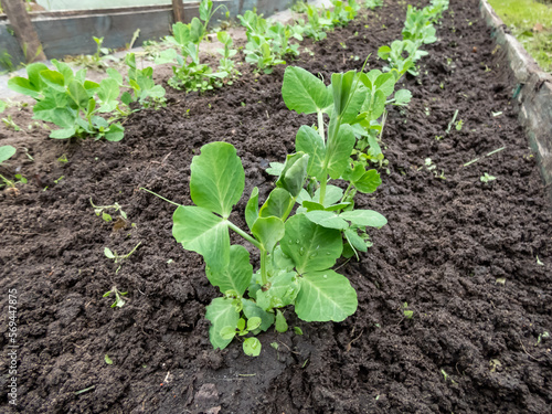 Close-up shot of a small Sweet green pea (pisum) sprouts or seedlings growing in a soil in a vegetable garden in spring. Concept of growing vegetables