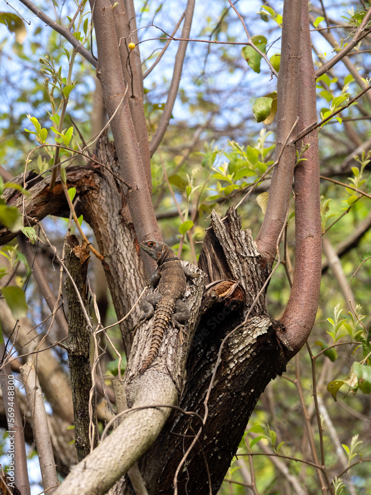 Large Madagascan collared, Oplurus cuvieri, sitting in a tree. Madagascar