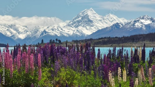 Lupin flowers at Lake Pukaki and Mount Cook in background, New Zealand
