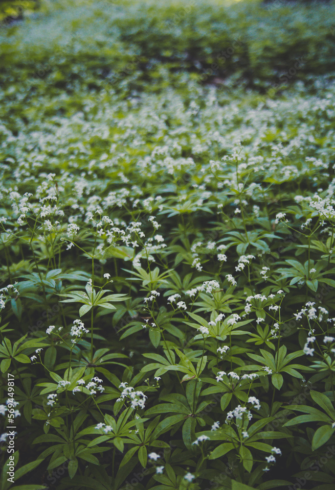 Close up blossoming woodruff herbs concept photo. Medicinal plants meadow. Front view photography with blurred background. High quality picture for wallpaper, travel blog, magazine, article