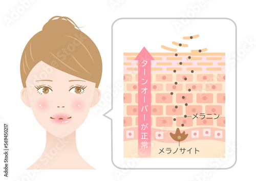 肌のターンオーバー　女性　断面図と肌細胞