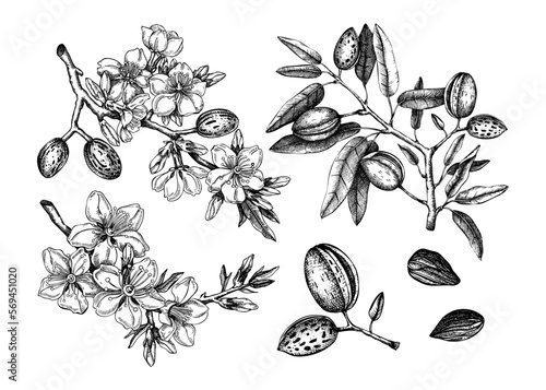 Almond vector set. Botanical spring illustrations. Hand-drawn healthy food drawings. Nut trees sketches collection. Vintage design with blooming branches, flowers, nuts, leaves.