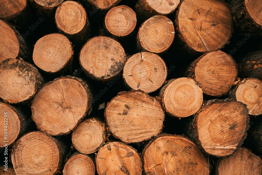 Lumber stored in stacked piles in forest. Close up of wooden logs sorted. Lumber stored in stacked piles in forest. Close up of wooden logs sorted.