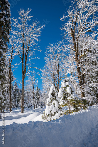 snow covered trees in the winter forest