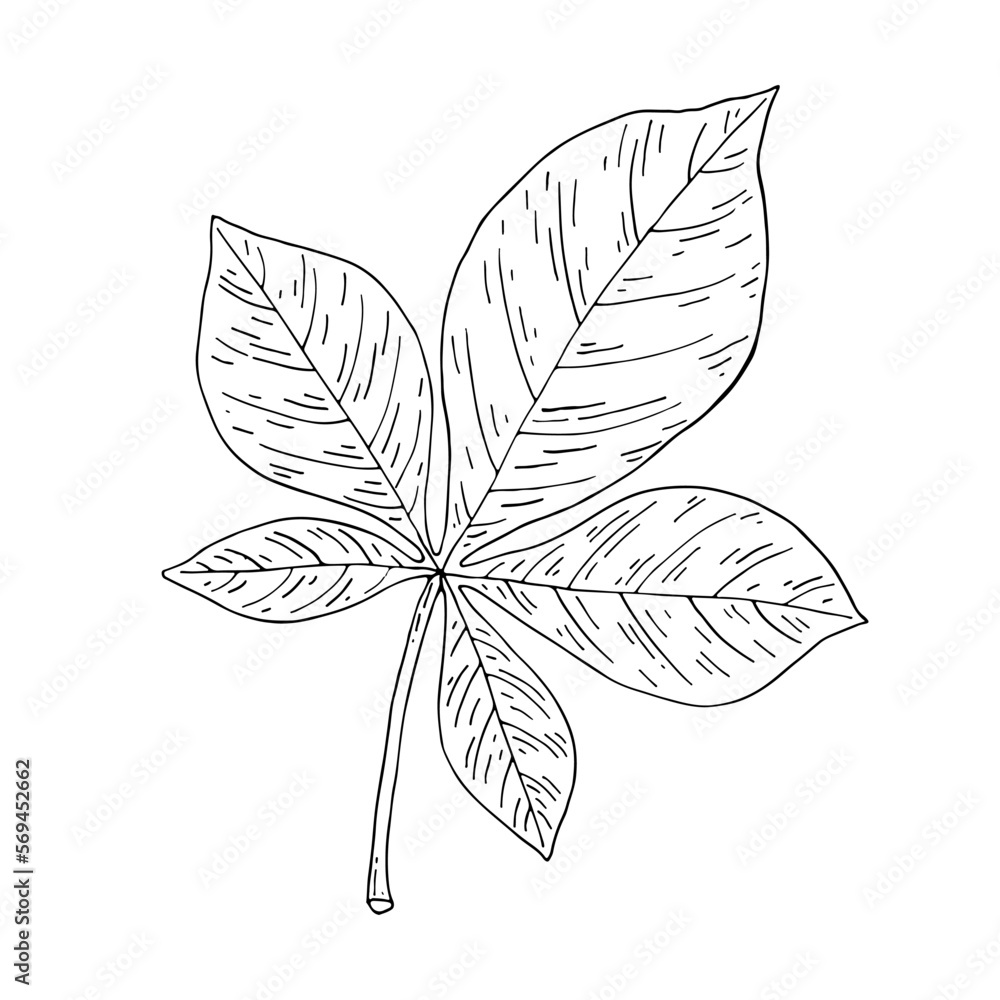 Ginseng  Panax. Leaf. Chinese medicine herb. Hand drawn vector illustration.