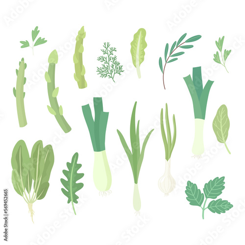 Green culinary plants set. Cuisine spice. Kitchen garden herbs. Spinach, dill, green onion, scallion, arugula, leek, asparagus. Cartoon flat vector illustration.