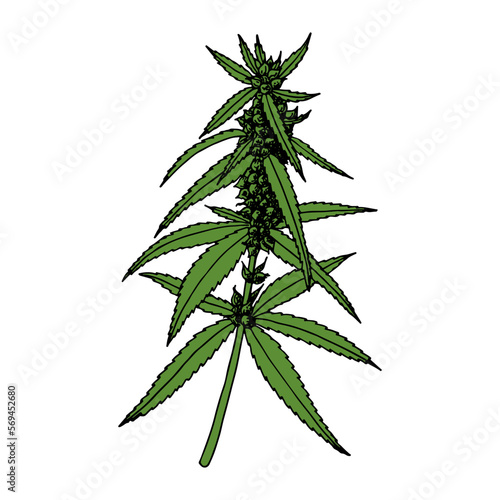 Cannabis (hemp or marijuana) medical plant. Branch with seeds. Hand drawn vector illustration in sketch style.