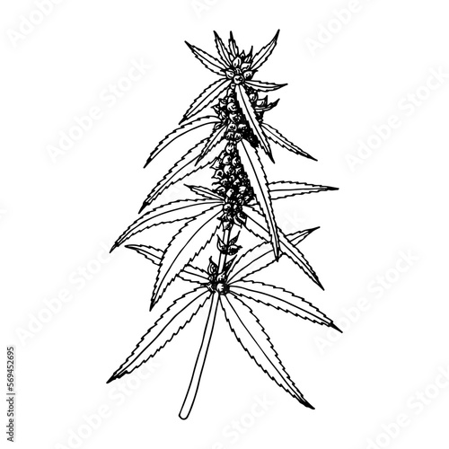 Cannabis (hemp or marijuana) medical plant. Branch with seeds. Hand drawn vector illustration in sketch style.