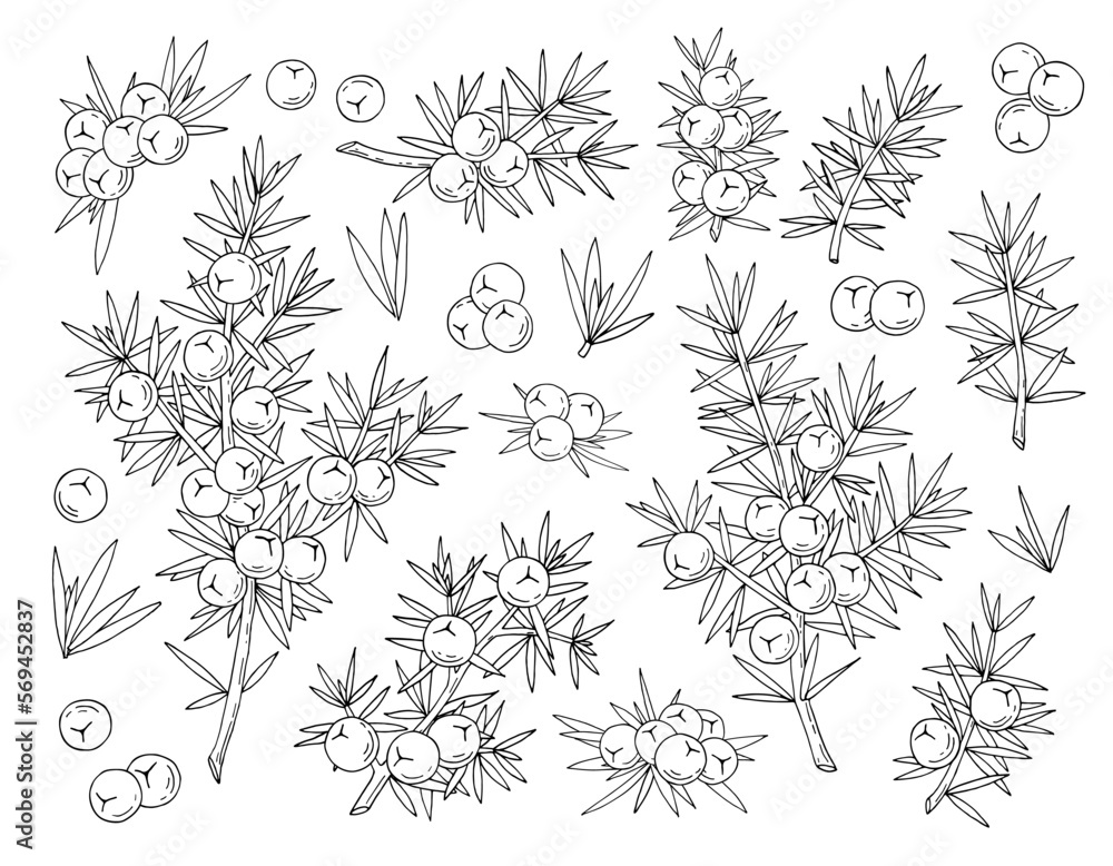 Juniper berries on a branch with green leaves. Vector hand drawing isolated on a white background. Juniper berries on a branch with green leaves. Vector hand drawing isolated on a white background.